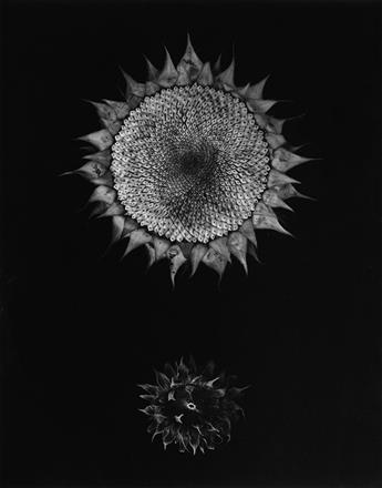 PAUL CAPONIGRO (1932- ) A suite of 3 photographs from the series Sunflower.